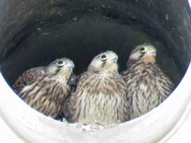 チョウゲンボウ