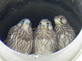 チョウゲンボウ