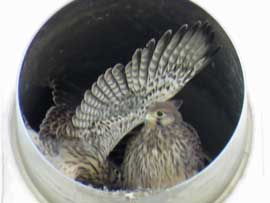 チョウゲンボウ