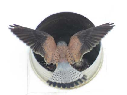 チョウゲンボウ