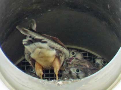 チョウゲンボウ