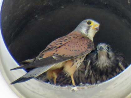 チョウゲンボウ