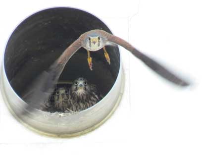 チョウゲンボウ