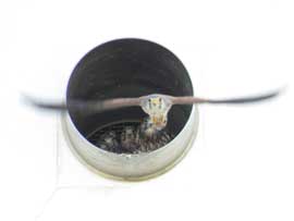 チョウゲンボウ