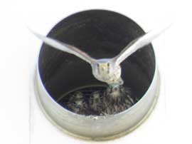 チョウゲンボウ