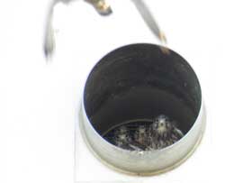 チョウゲンボウ