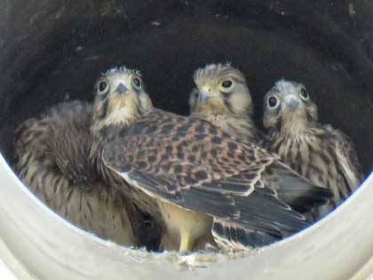 チョウゲンボウ