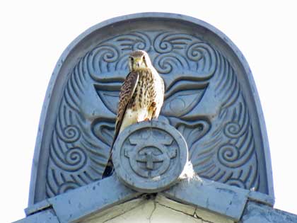 チョウゲンボウ