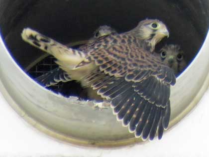 チョウゲンボウ