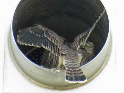 チョウゲンボウ