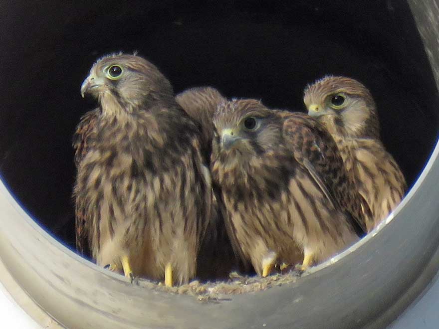 チョウゲンボウ