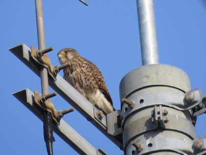 チョウゲンボウ