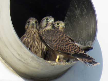 チョウゲンボウ