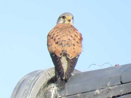 チョウゲンボウ