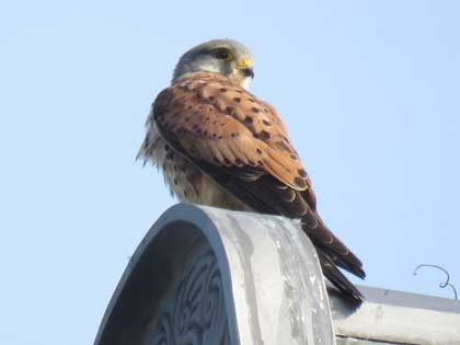 チョウゲンボウ