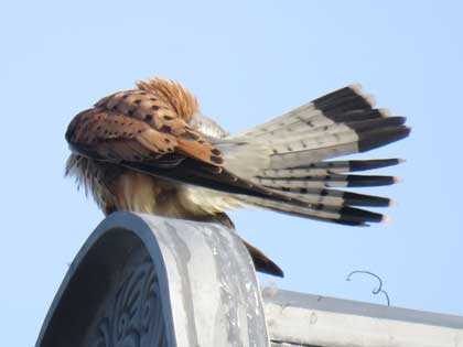 チョウゲンボウ