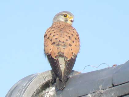 チョウゲンボウ