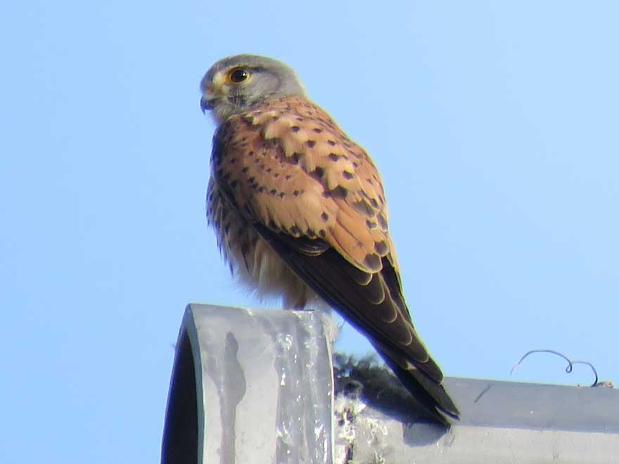 チョウゲンボウ