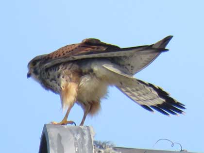 チョウゲンボウ