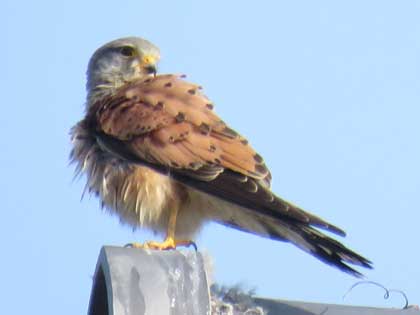 チョウゲンボウ