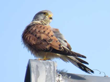 チョウゲンボウ