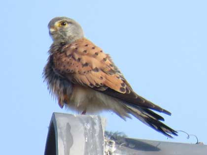 チョウゲンボウ