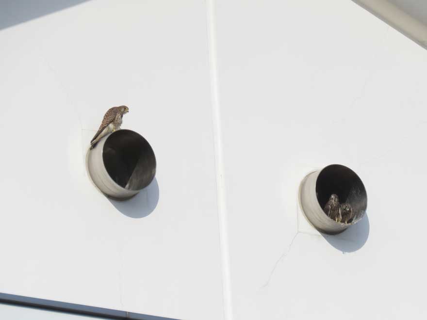 チョウゲンボウ