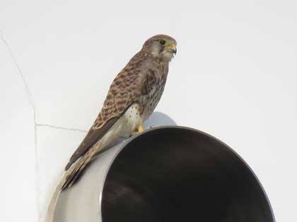 チョウゲンボウ