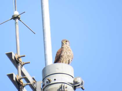 チョウゲンボウ