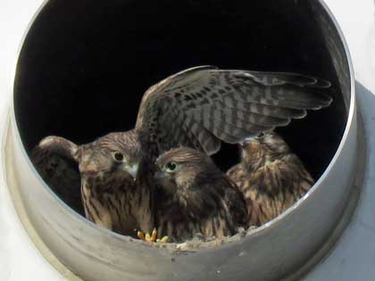 チョウゲンボウ