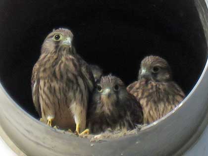 チョウゲンボウ