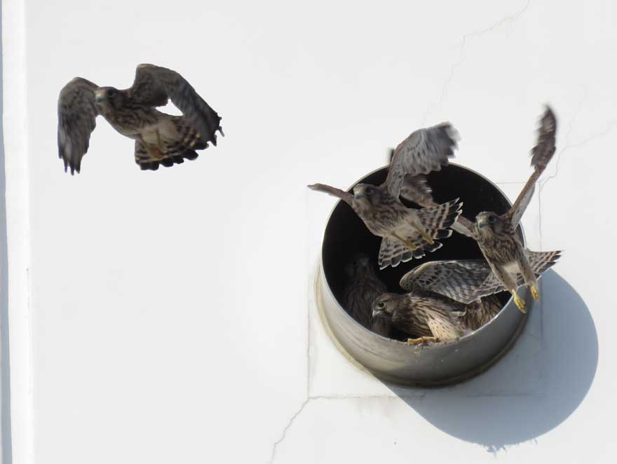 チョウゲンボウ