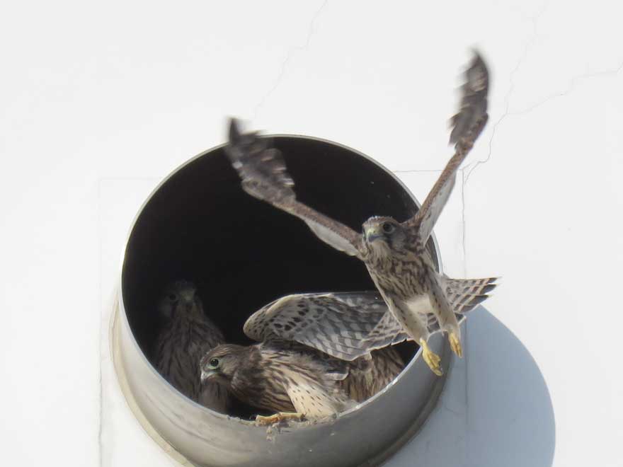 チョウゲンボウ