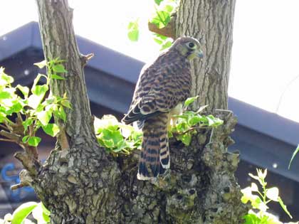 チョウゲンボウ