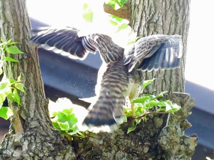 チョウゲンボウ