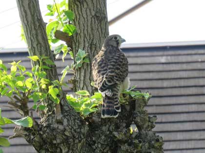 チョウゲンボウ