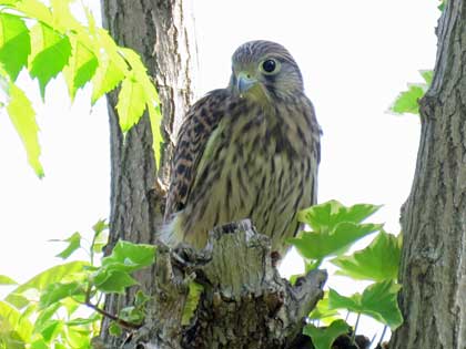 チョウゲンボウ