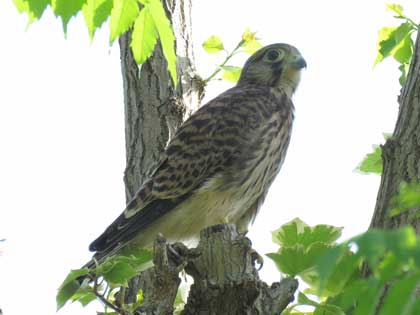 チョウゲンボウ