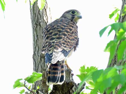 チョウゲンボウ