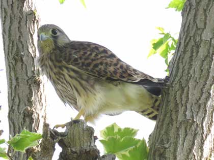 チョウゲンボウ