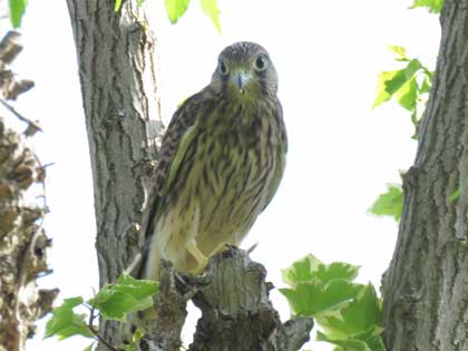 チョウゲンボウ