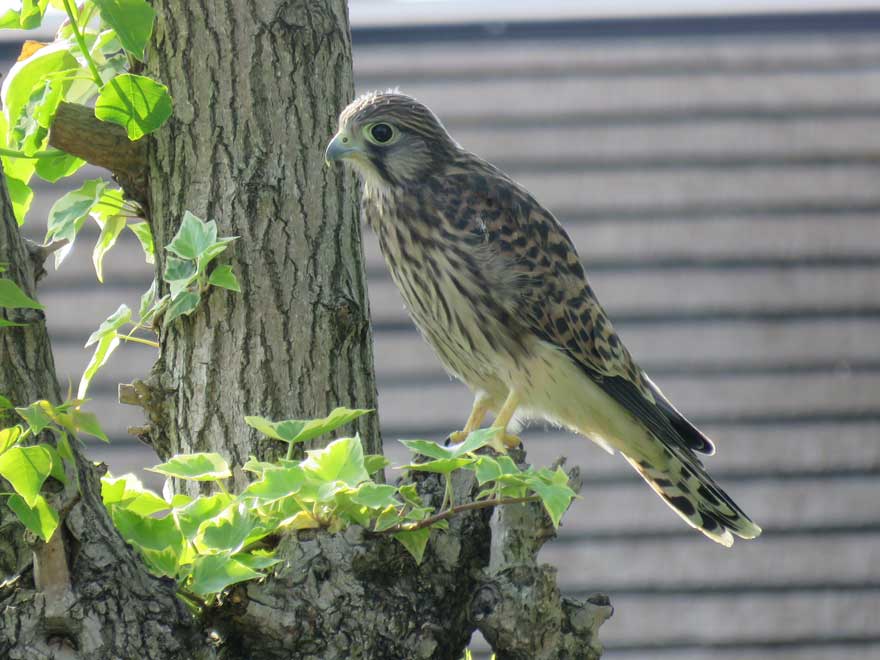 チョウゲンボウ