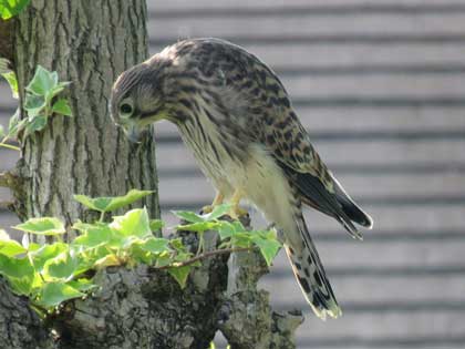 チョウゲンボウ