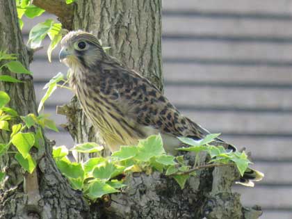 チョウゲンボウ