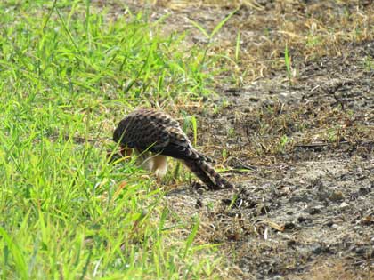 チョウゲンボウ