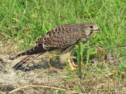 チョウゲンボウ
