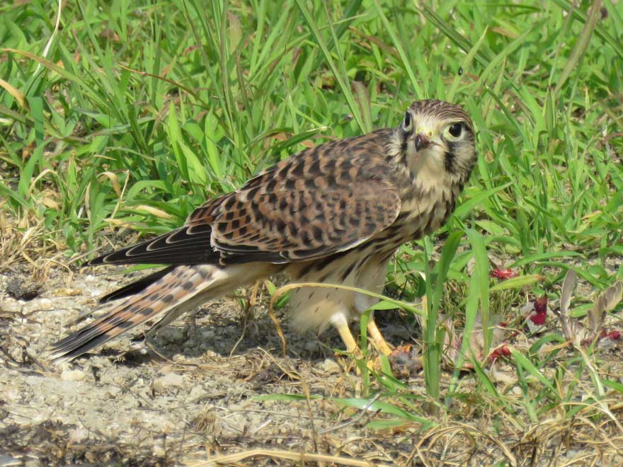 チョウゲンボウ