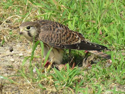チョウゲンボウ