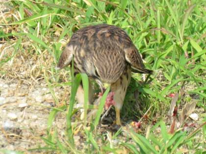 チョウゲンボウ