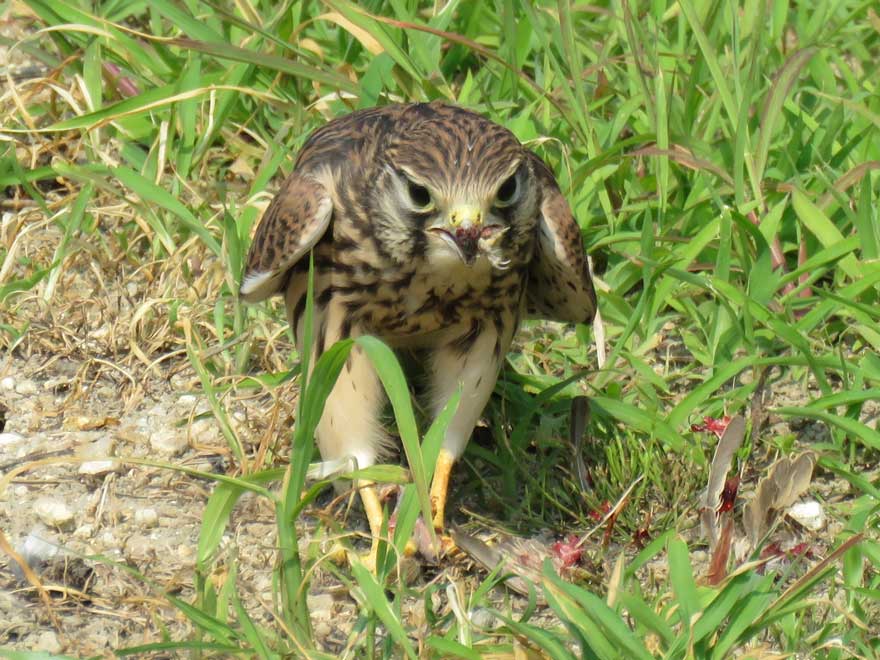 チョウゲンボウ